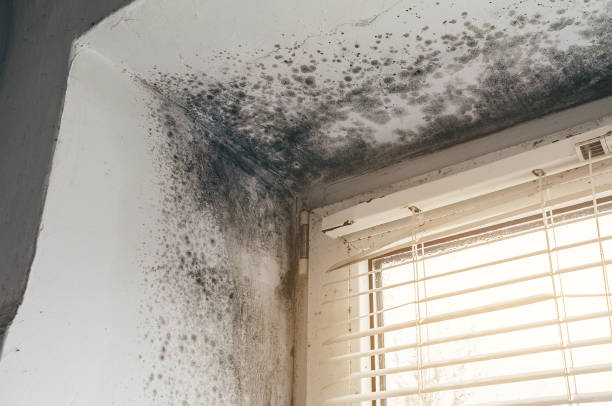 Trusted Commercial Mold Remediation service in Berkeley Heights, NJ - Cheap Mold Removal